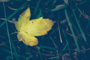 Leaf, yellow, fallen, close-up Leaf, yellow, fallen, close-up